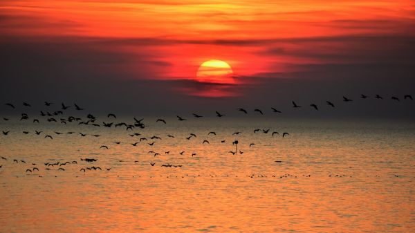 WEIDEVOGELS